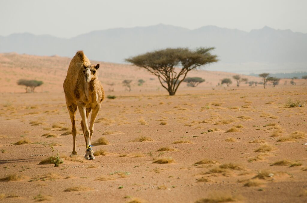Camel walking in Rajasthan desert landscape Lone camel roaming in Thar Desert India Desert camel near tree with mountains in background Camel safari Rajasthan desert view Single camel standing on sandy desert ground Camel travel scene in Indian desert plains Wild camel walking in arid desert land Camel in desert with dry trees and mountains Rajasthan camel trekking desert adventure Brown camel in hot sandy desert environment