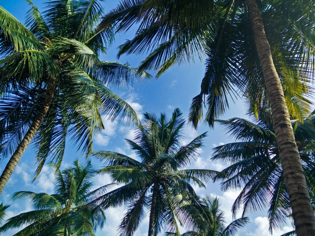 Low-angle view of palm tree canopy against a clear blue sky. Lush green coconut tree leaves framing the sun. Tropical vacation background with bright sky and palms. Upward perspective of tall palm tree trunks and fronds. Coconut trees silhouette against a summer sky. Vibrant tropical foliage with bright blue and white clouds. Scenic image of a sunny beach or coastal environment. Palm leaves texture and pattern, nature photography. Sky view through dense tropical canopy. Summer travel stock photo, palm trees and sky.