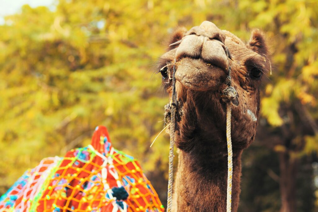 Camel Head Close-up Decorated Camel Portrait Desert Camel Face Camel Ride Rajasthan Dromedary Animal Photo Colorful Camel Saddle Brown Camel Rope Indian Tourism Animal Camel Hair Fur Detail Desert Animal Background