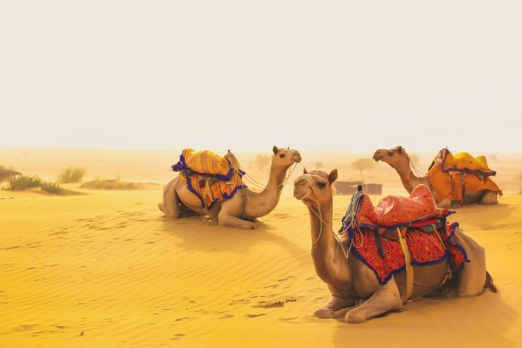 Camels Desert Resting Dromedary Dunes India Rajasthan Camel Ride Golden Sand Safari Decorated Camels Travel Desert Landscape Sunny Three Camels Sitting Jaisalmer Thar Desert Camel Trekking Scene Indian Desert Animals