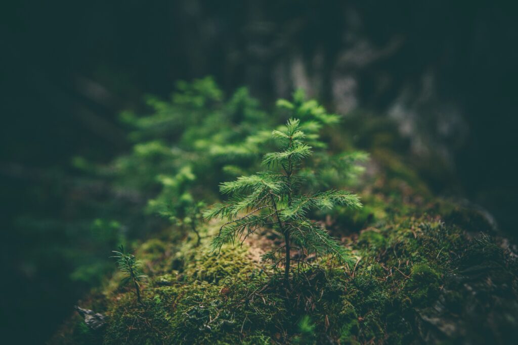 Small Pine Tree Moss Forest Floor Seedling Evergreen Sapling Close-up Dark Moody Forest New Growth Nature Photo Pine Tree Green Moss Forest Regeneration Focus Wilderness Macro Shot Conifer Tree Seedling Lush Dark Woodland