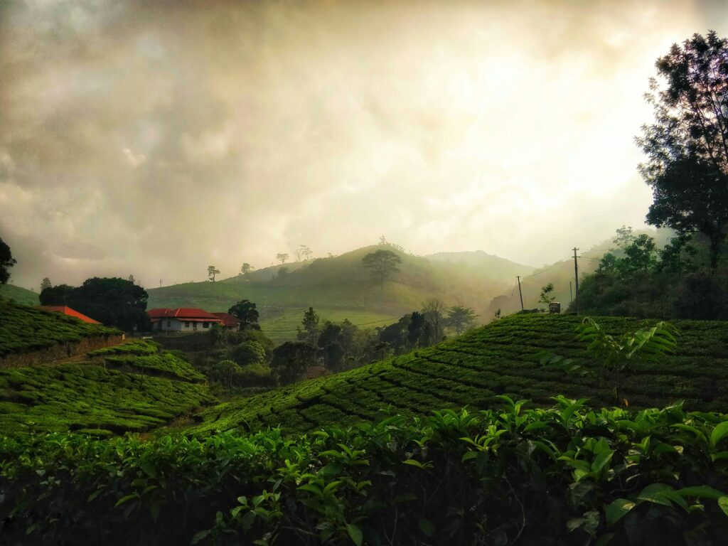 Overhead view of terraced tea plantation with winding road and small cottage Lush green tea fields in Munnar with a house and misty valley Aerial photo of tea estate landscape with geometric cultivation patterns Kerala tea farm house nestled in steep rolling hills Winding road through dark green tea garden slopes Tea production landscape in South India, high-angle view Himalayan tea plantation scenery with isolated rural home Green mountainside terraced farming of tea crops Travel photography of scenic Indian tea hills and house Drone shot of dense tea fields and small farmer's dwelling