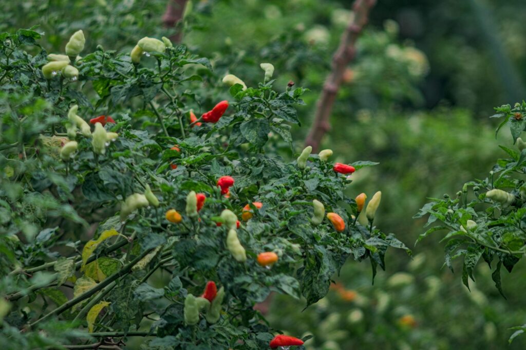Chilli Peppers Growing Red Green Chilli Plant Bird's Eye Chillies Organic Pepper Garden Spicy Food Ingredients Hot Peppers Harvest Green Bush Peppers Capsicum Frutescens Home Garden Chillies Unripe Ripe Peppers