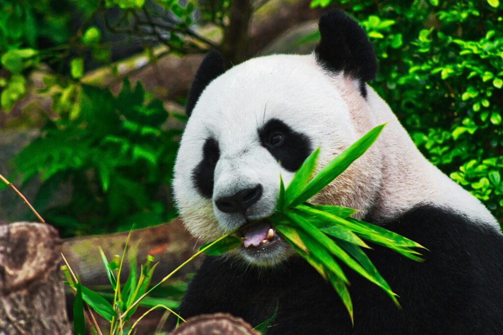 Giant Panda Eating Panda Bamboo Leaves Black White Panda Endangered Panda Bear Panda Close Up Face Cute Panda Wildlife Panda Chewing Green Chinese Panda Forest Panda Conservation Mammal Feeding Time