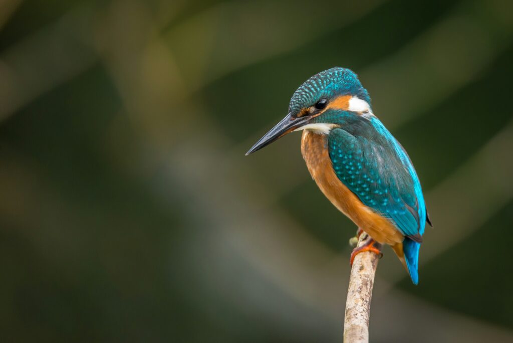 Kingfisher Blue Orange Common Kingfisher Bird Vibrant Bird Perch Wildlife Kingfisher Blue Bird Close Up Eurasian Kingfisher Nature Birding Photo Iridescent Plumage Bird on Twig Focus Kingfisher Profile